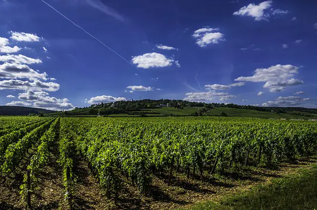 vignoble arbouse