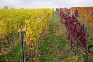 Découverte des régions viticoles sur le territoire français