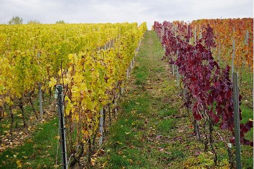 Découverte des régions viticoles sur le territoire français