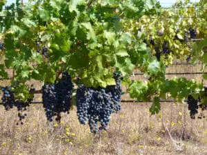 Est-ce Que le Vin est Anti Ecologique ?